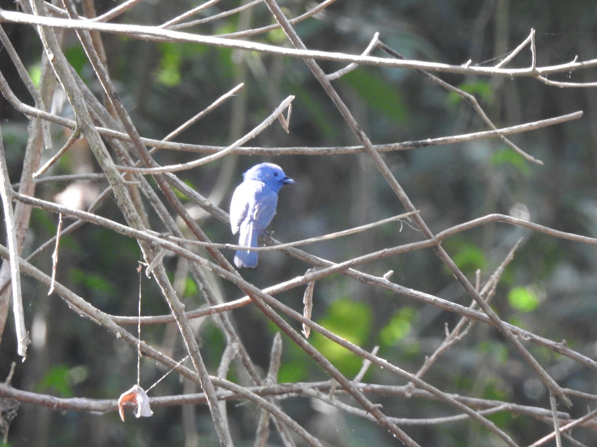 Black-naped Monarch - ML614929286