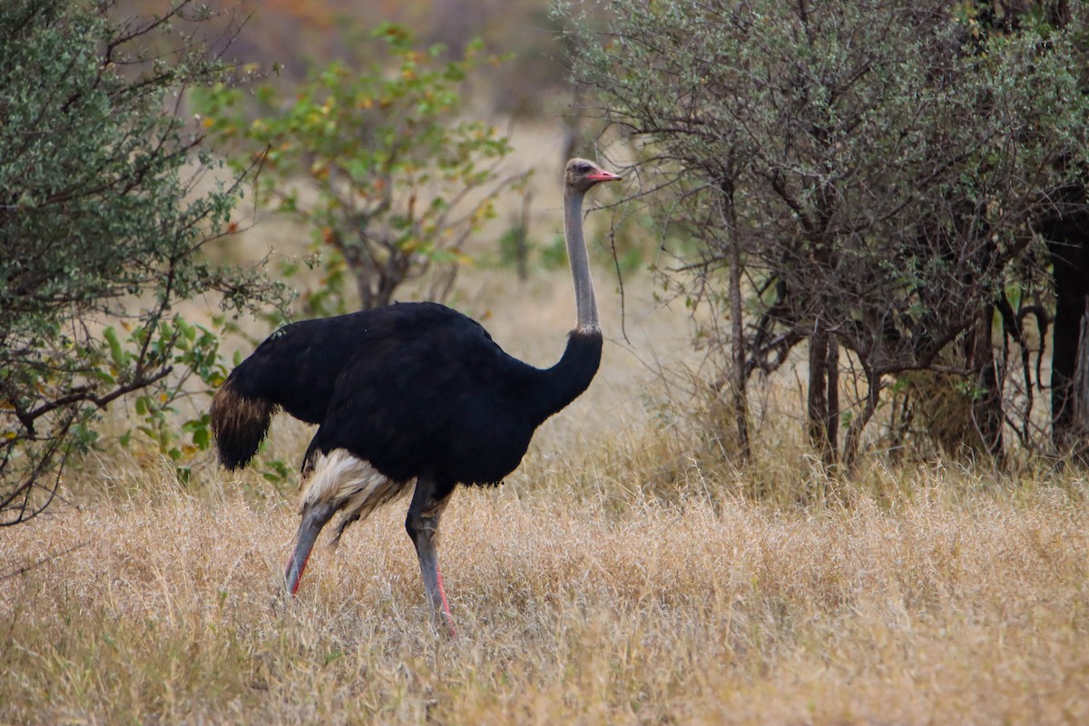 Common Ostrich - ML614929295