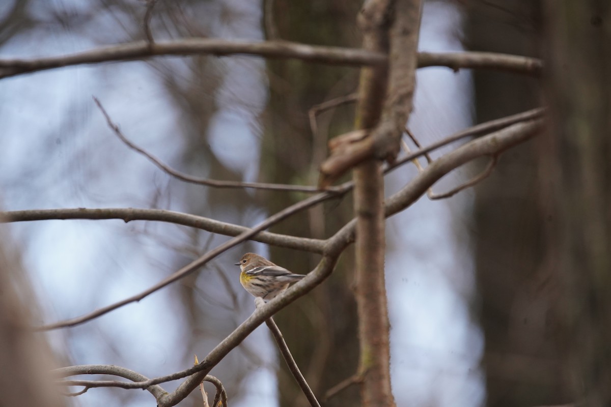 Yellow-rumped Warbler - Nick Huber