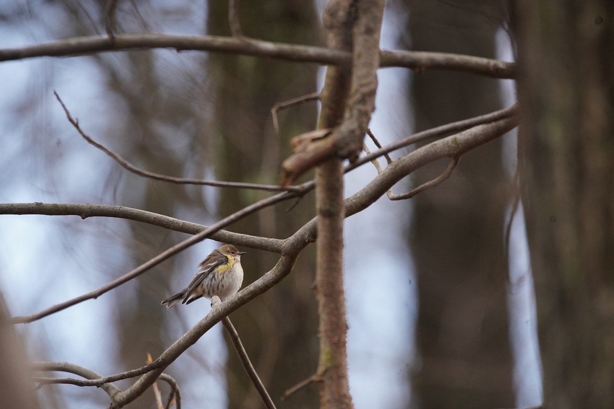 Yellow-rumped Warbler - Nick Huber