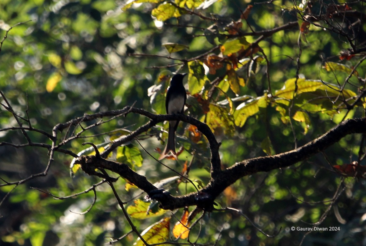 White-bellied Drongo - ML614929360