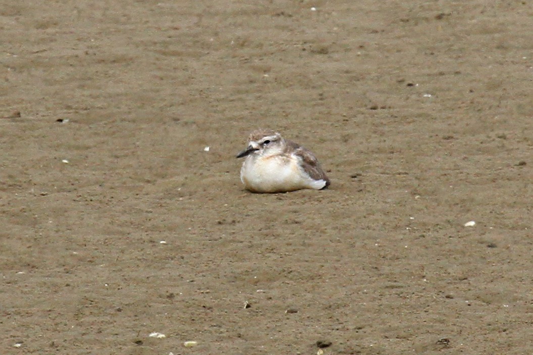 Red-breasted Dotterel - ML614929374