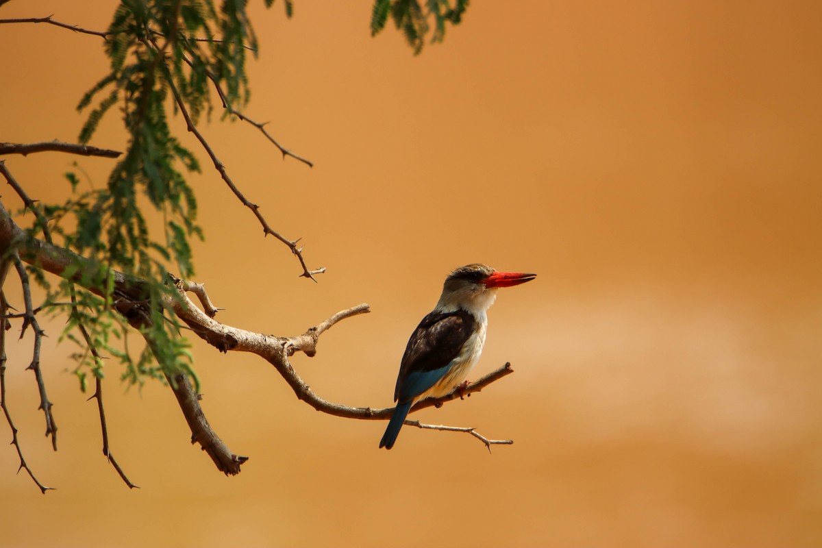Brown-hooded Kingfisher - ML614929383