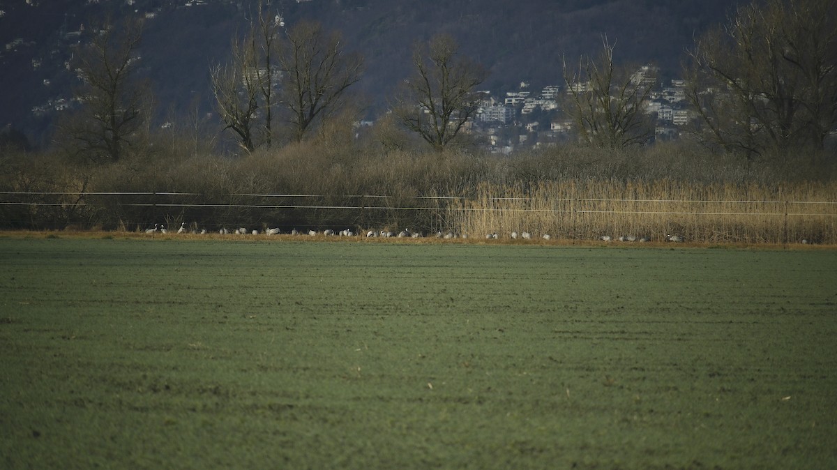 Common Crane - ML614929386