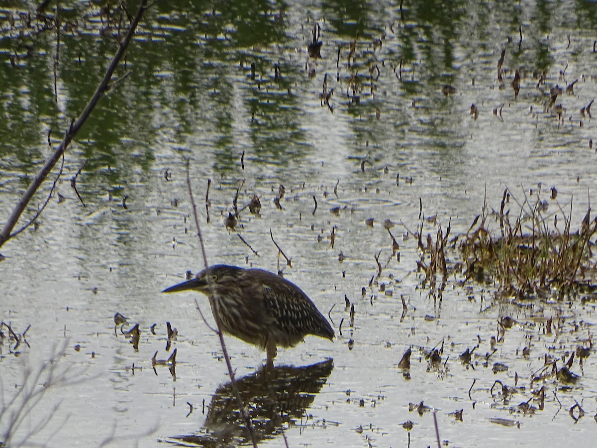 Striated Heron - ML614929390