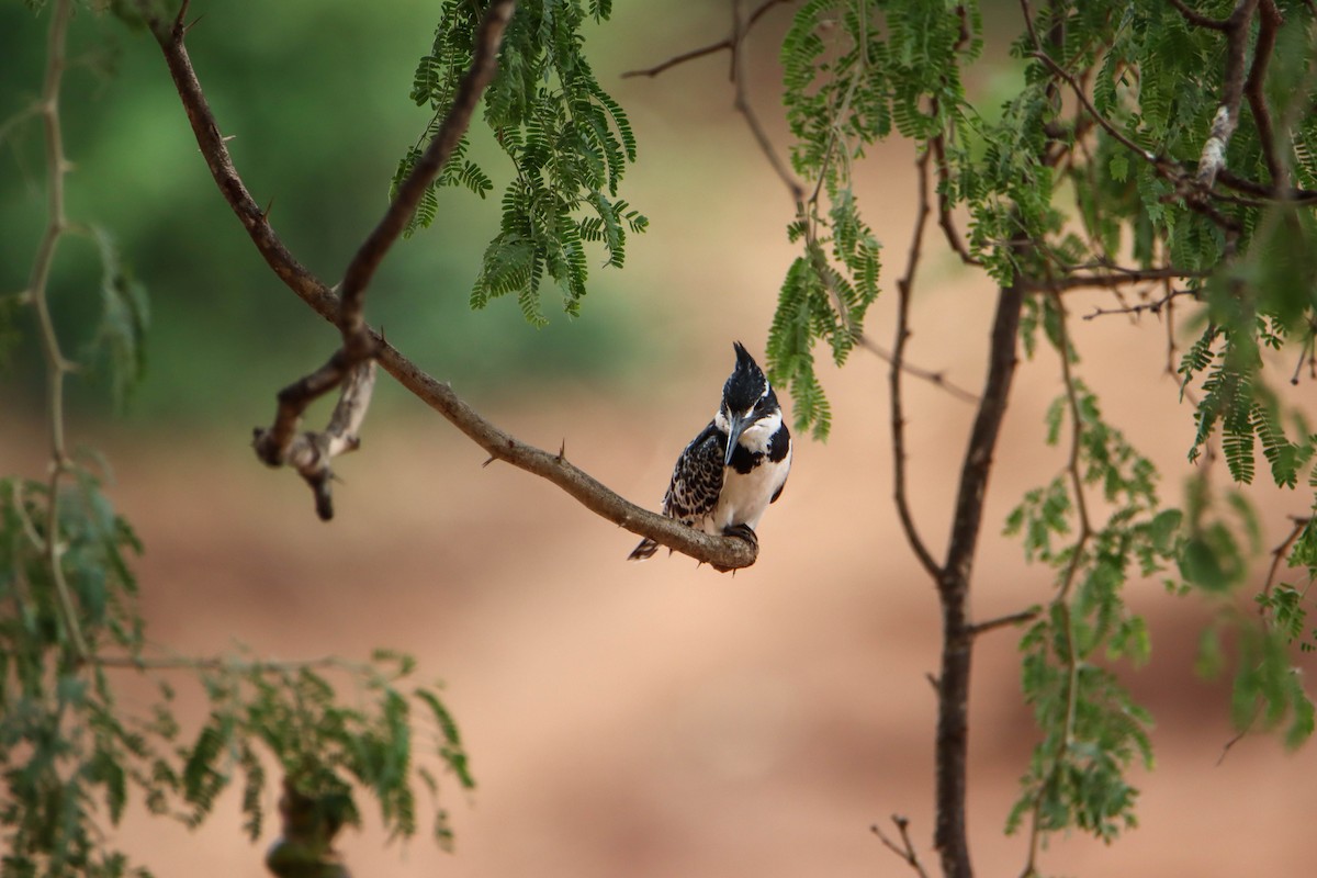 Pied Kingfisher - ML614929392