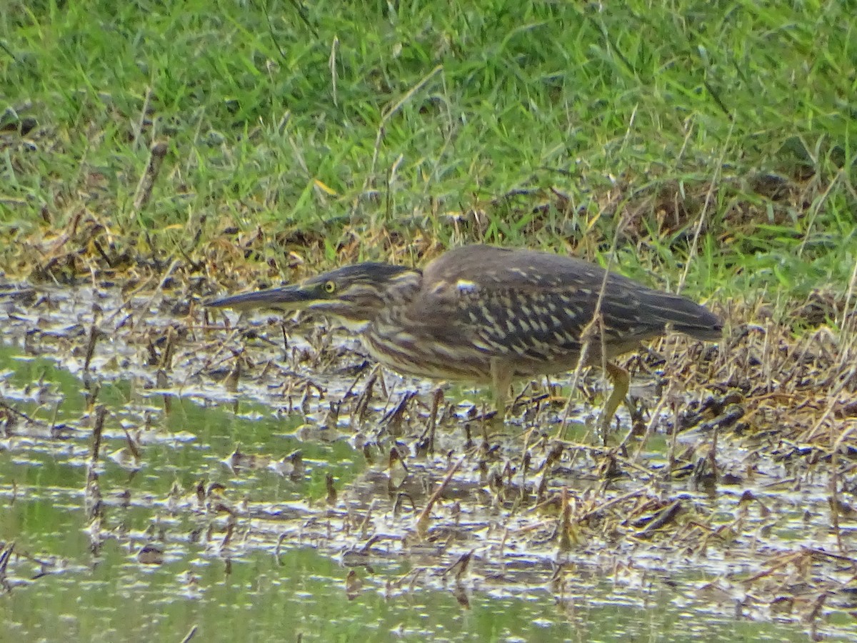 Striated Heron - ML614929404