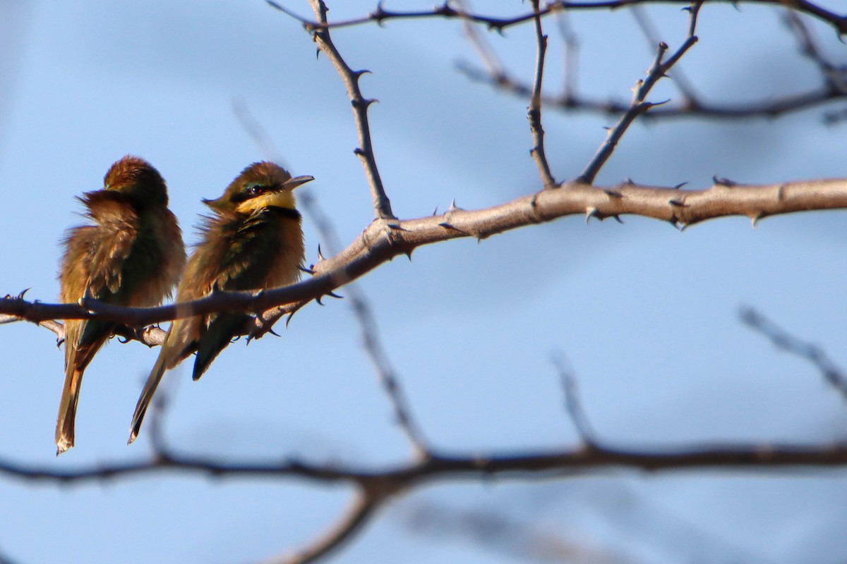 Little Bee-eater - Sander Vunderink