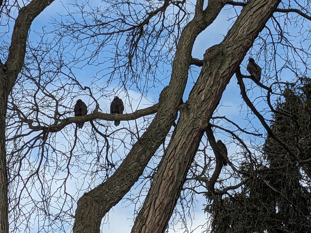 Turkey Vulture - ML614929417