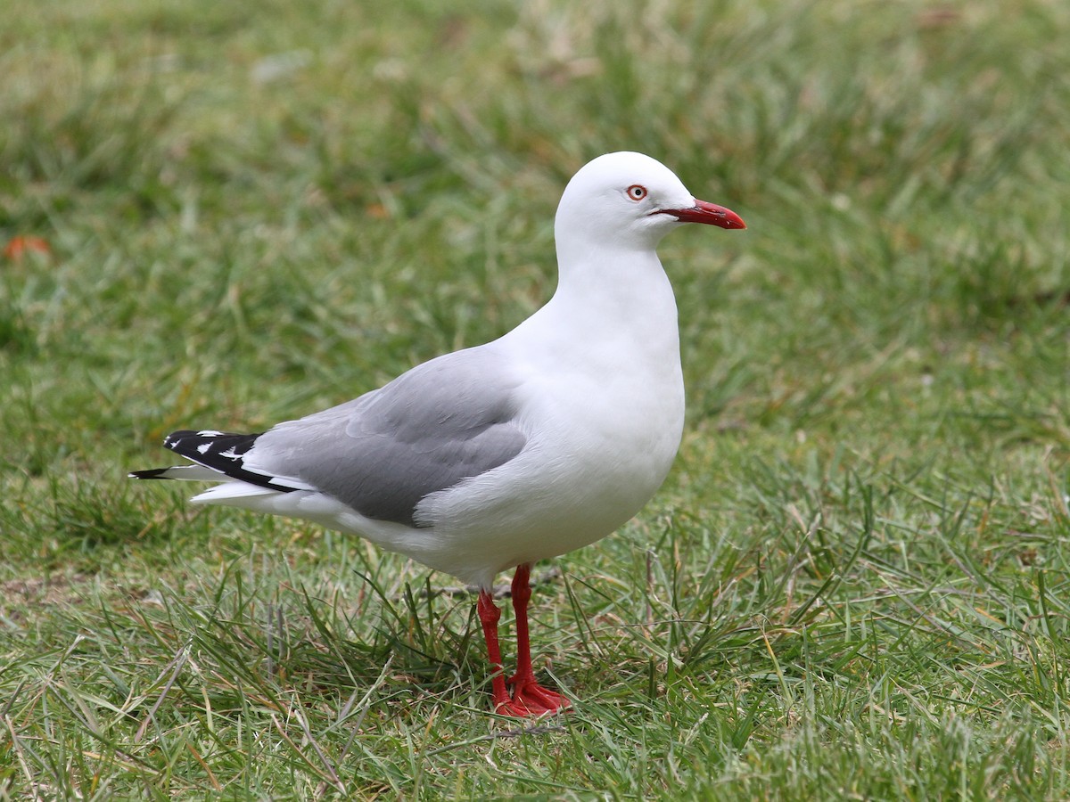 Silver Gull - ML614929420