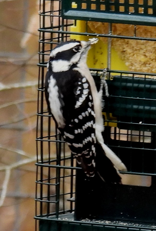 Downy Woodpecker (Eastern) - ML614929421