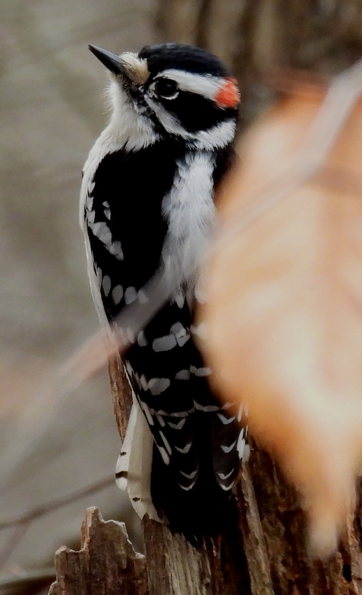 Downy Woodpecker (Eastern) - ML614929422