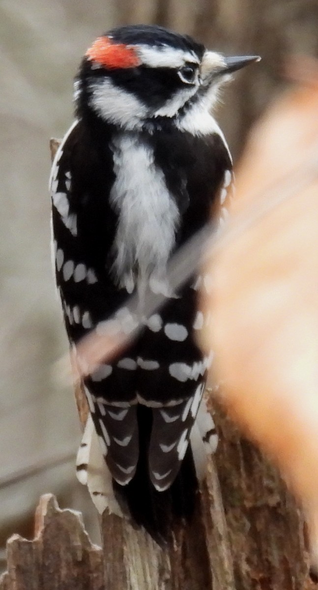 Downy Woodpecker (Eastern) - ML614929423