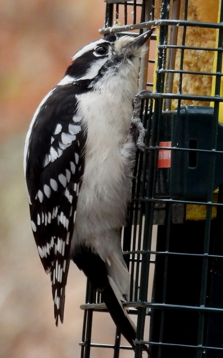 Downy Woodpecker (Eastern) - ML614929426