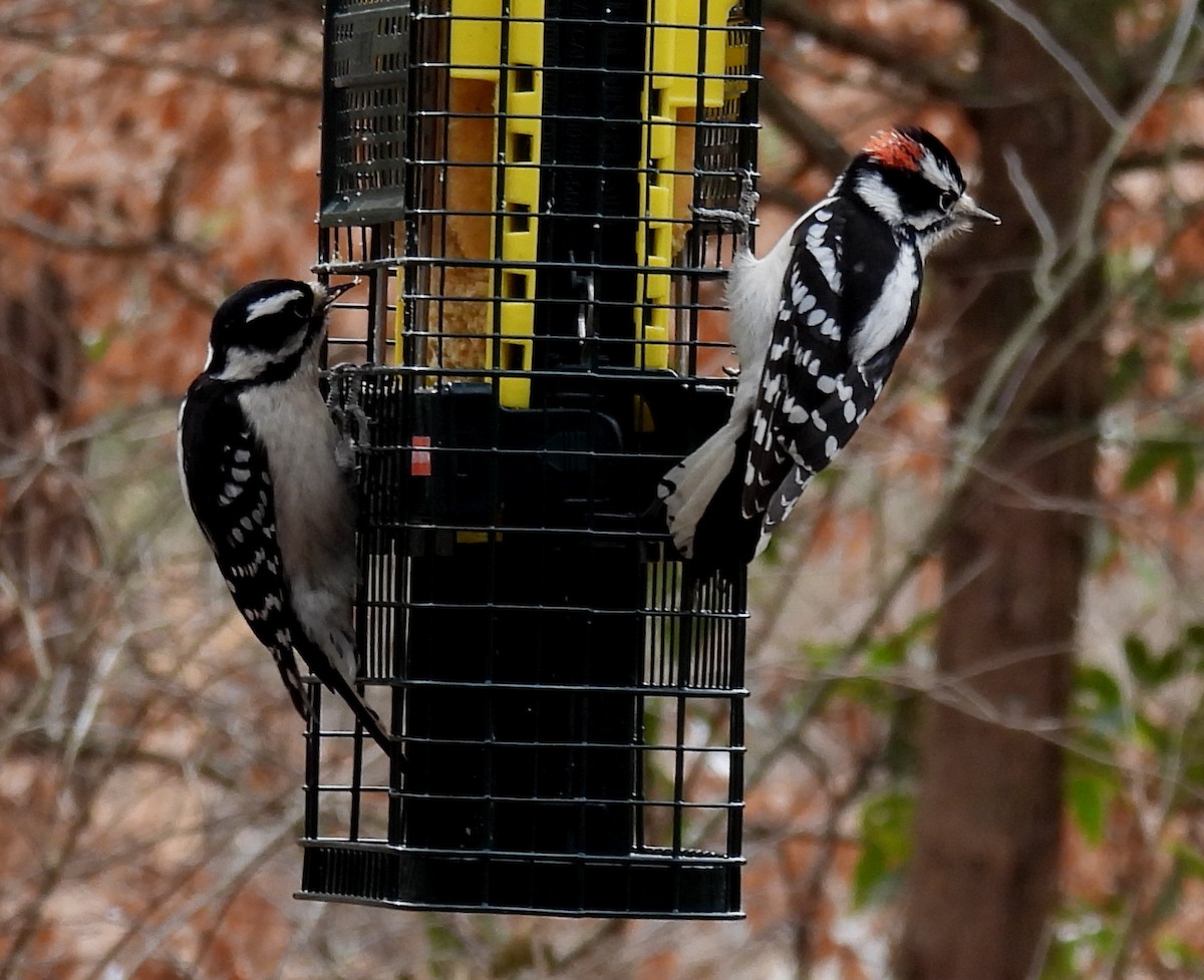 Downy Woodpecker (Eastern) - Jeffrey Blalock