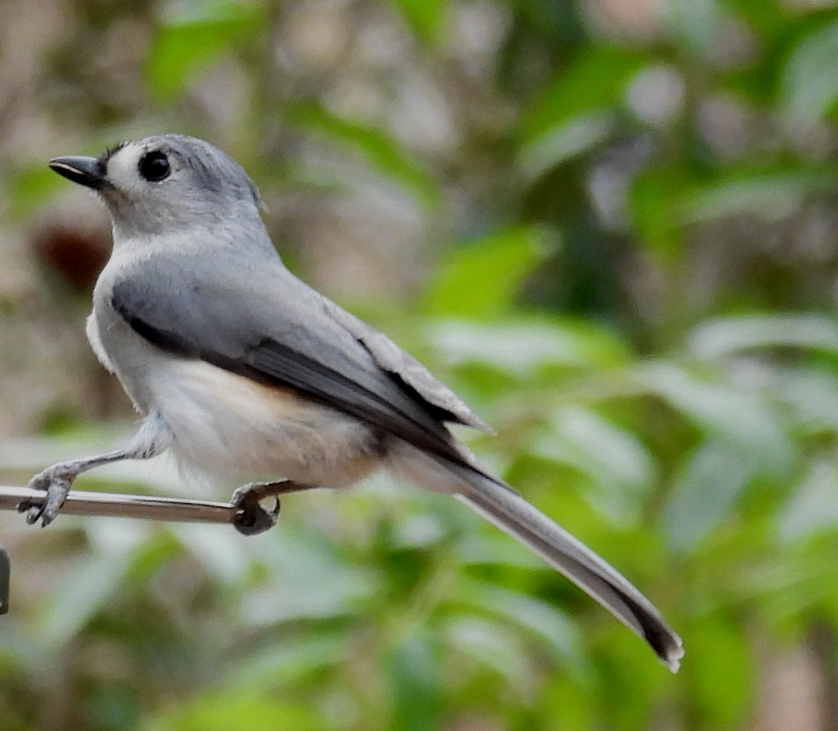 Tufted Titmouse - Jeffrey Blalock