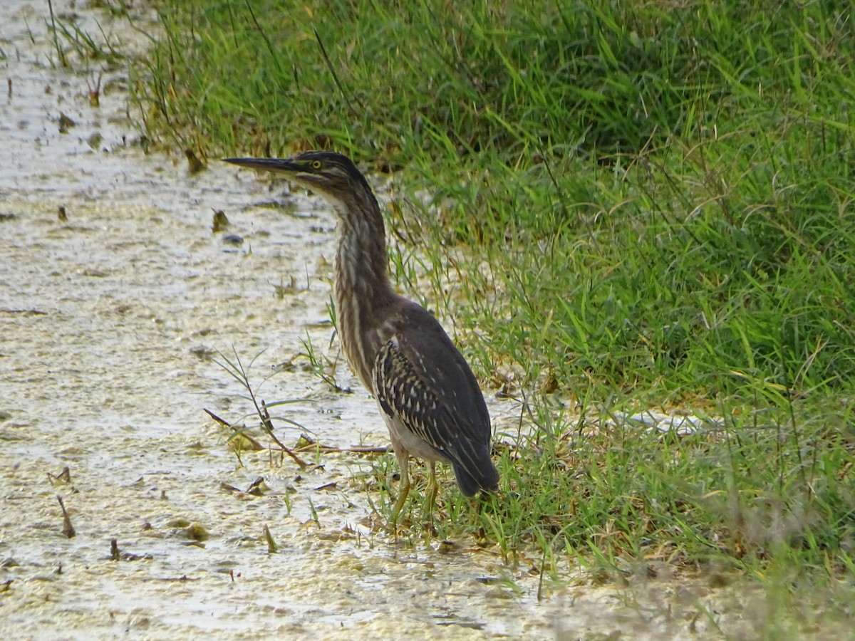 Striated Heron - ML614929446