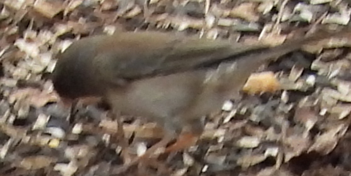 Dark-eyed Junco (Slate-colored) - Jeffrey Blalock