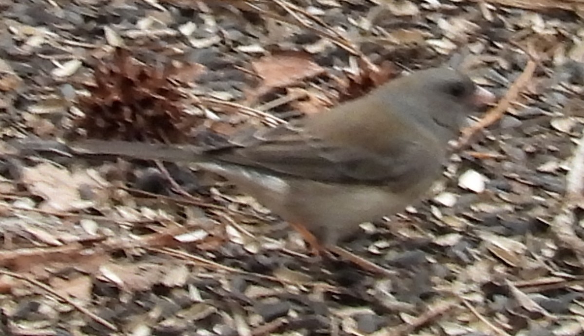 Dark-eyed Junco (Slate-colored) - ML614929466