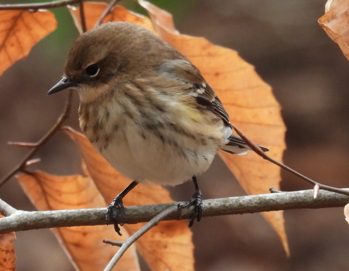 Yellow-rumped Warbler (Myrtle) - Jeffrey Blalock