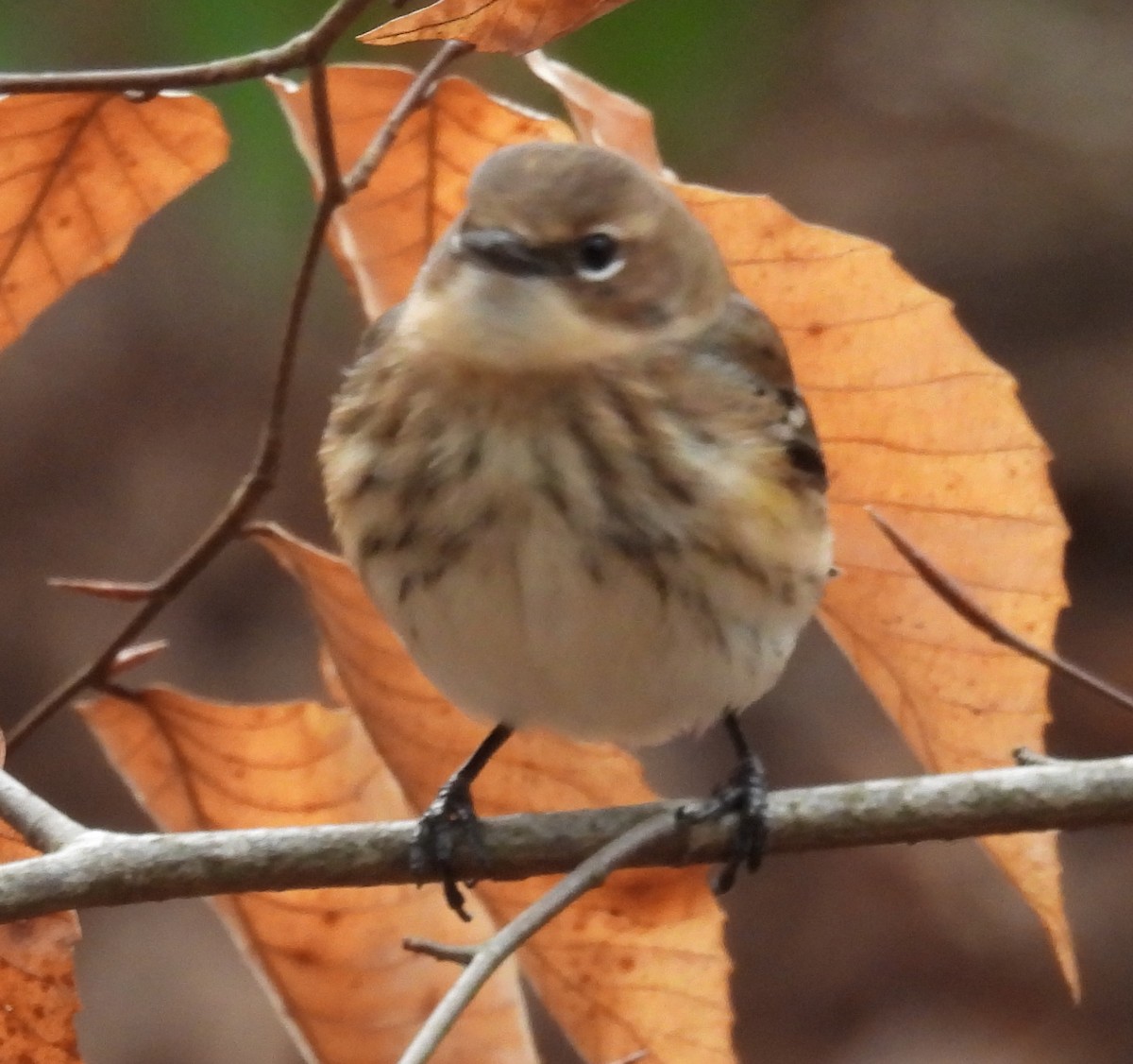 Yellow-rumped Warbler (Myrtle) - ML614929476