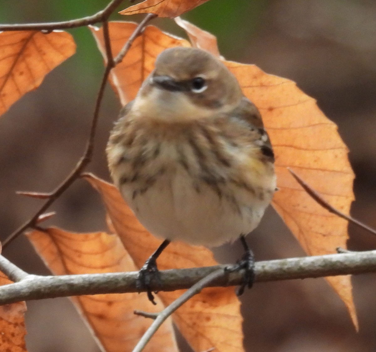 Yellow-rumped Warbler (Myrtle) - Jeffrey Blalock