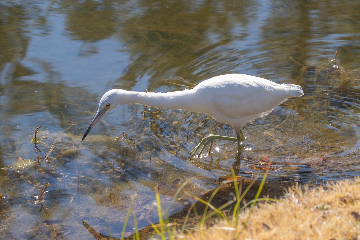 Little Blue Heron - ML614929477