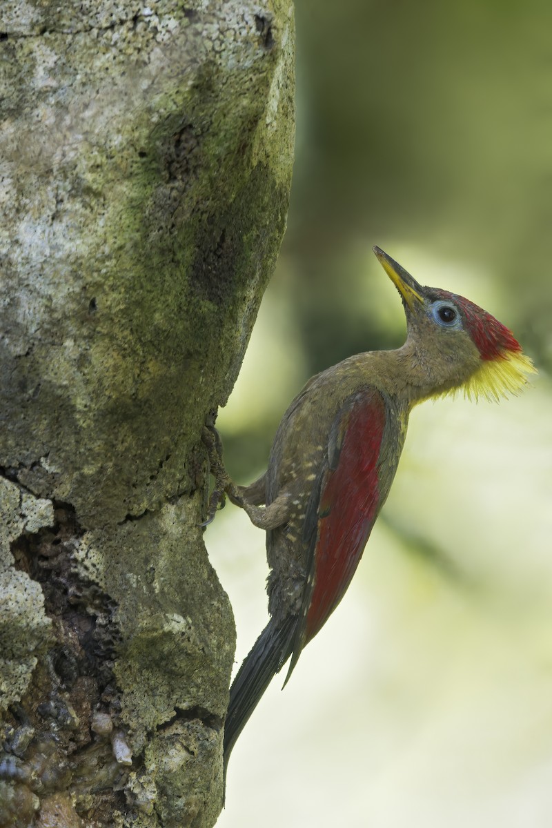 Crimson-winged Woodpecker - ML614929492