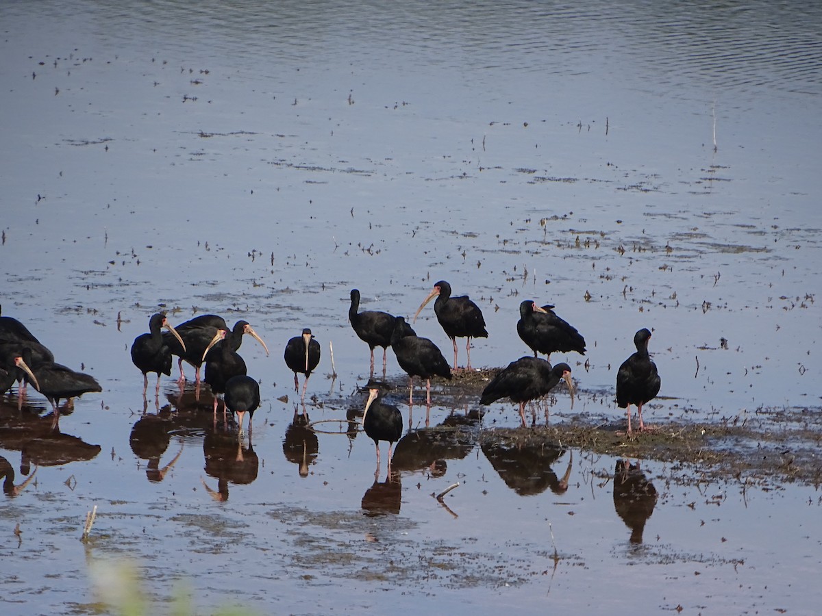 Bare-faced Ibis - Pablo Echevarría