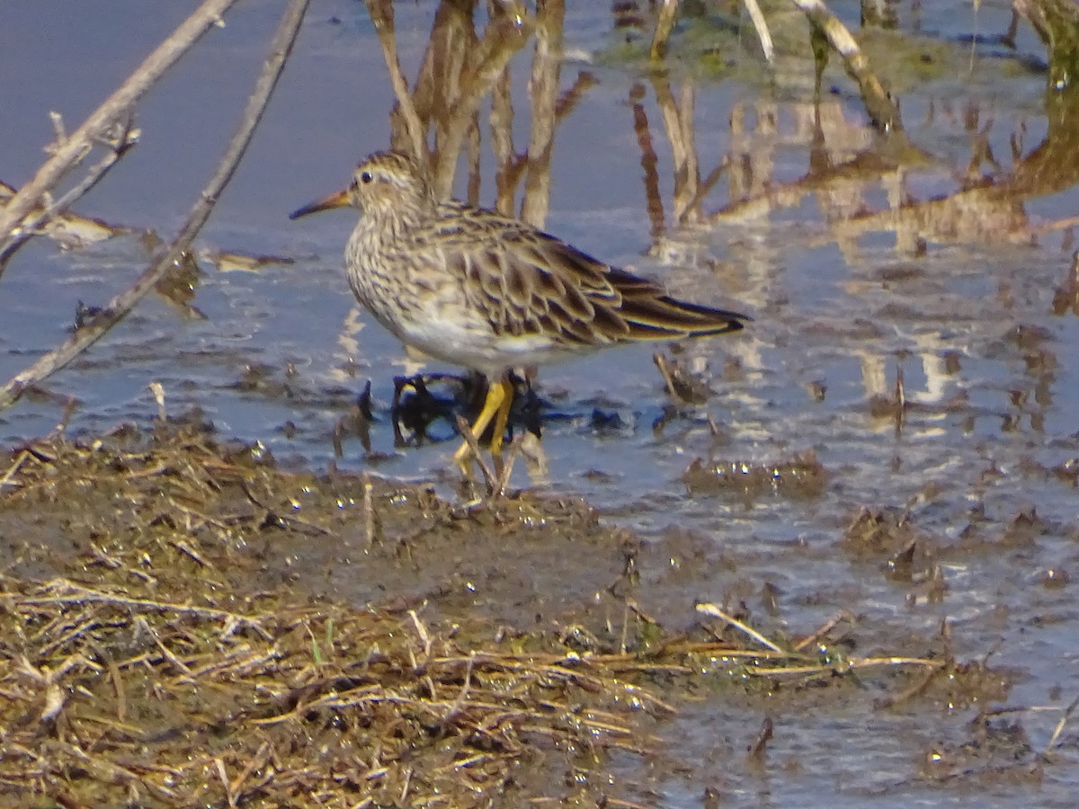 Graubrust-Strandläufer - ML614929548