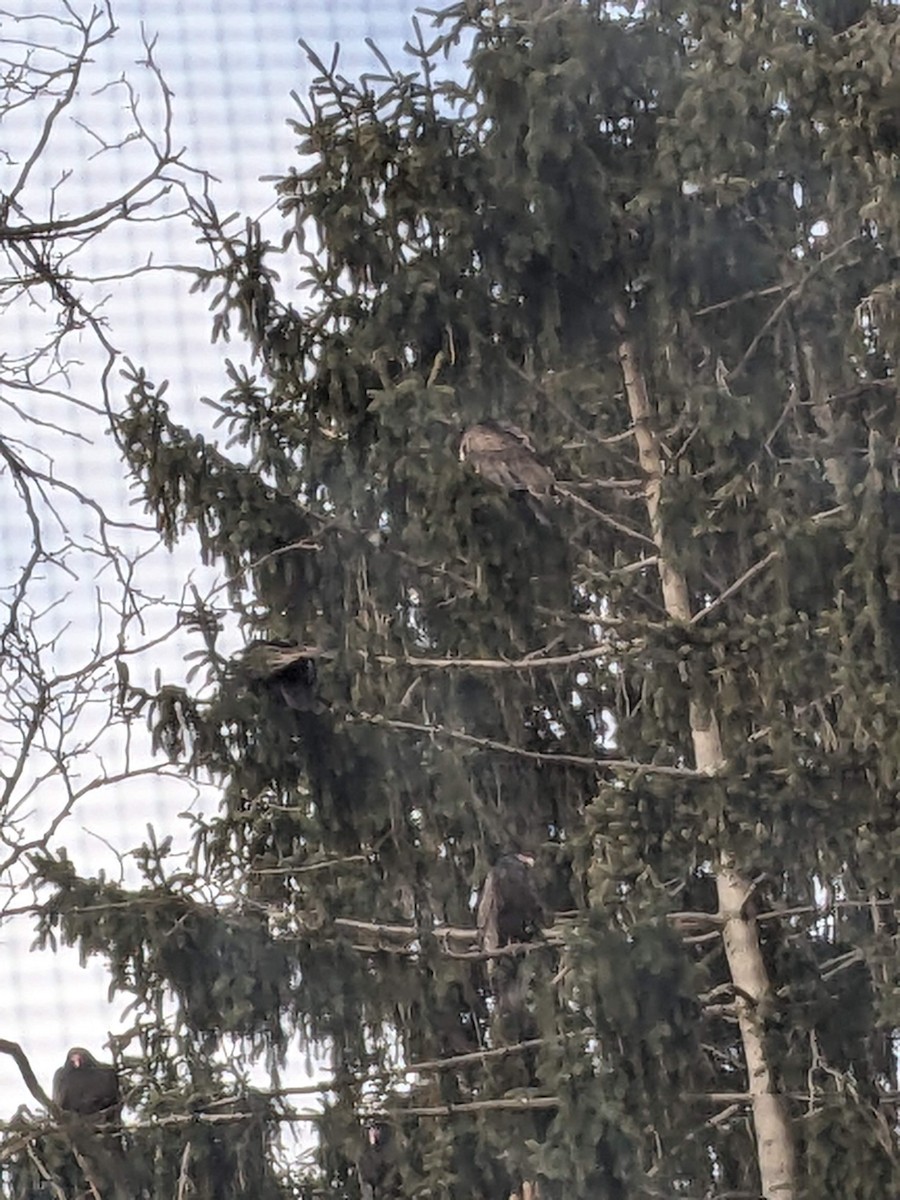 Turkey Vulture - ML614929582