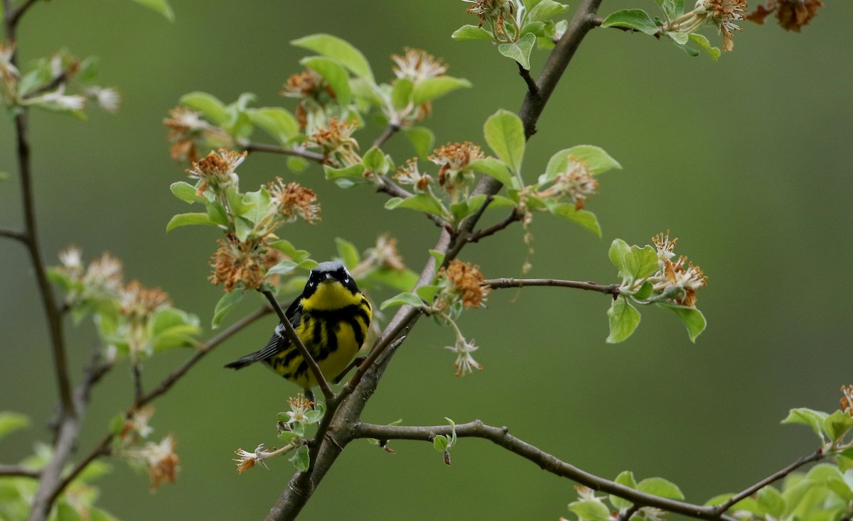 Magnolia Warbler - ML61492961