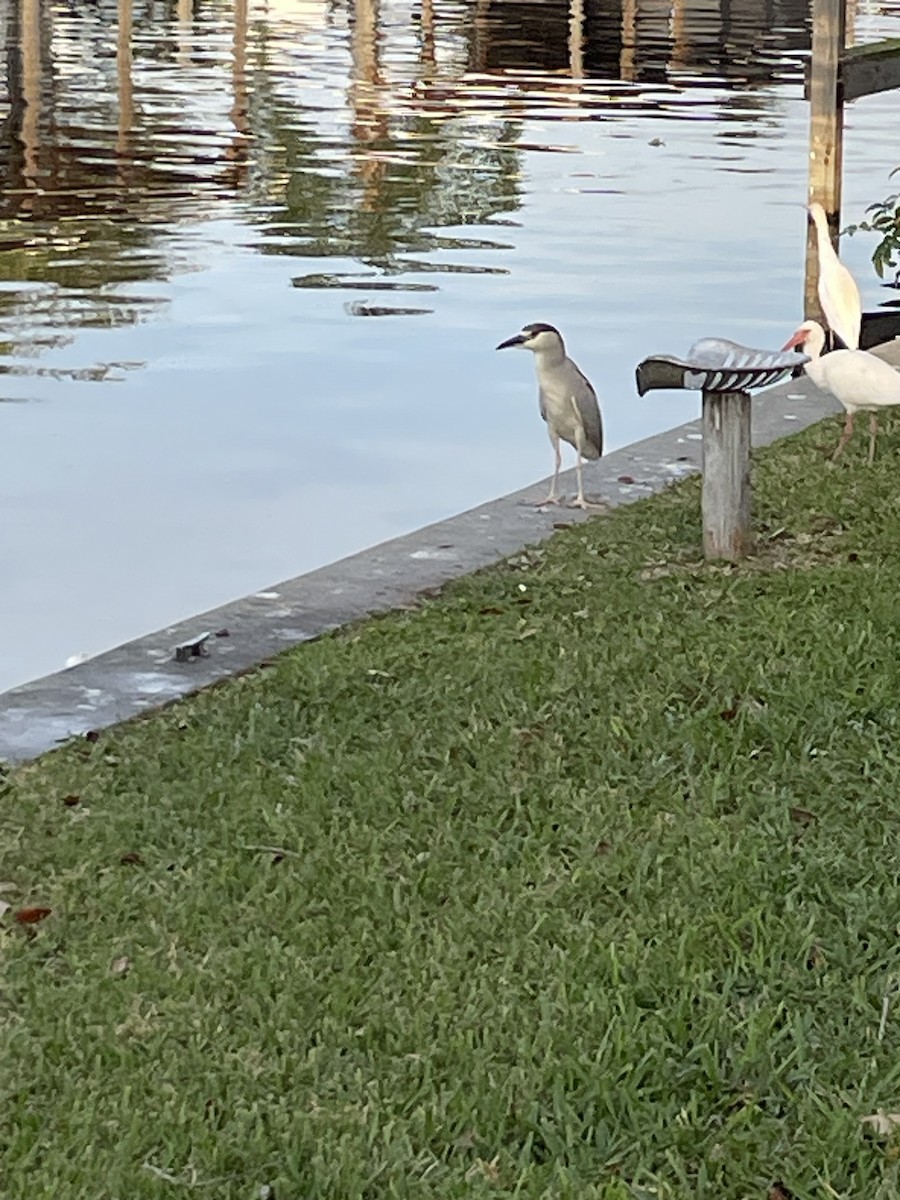 Yellow-crowned Night Heron - ML614929651