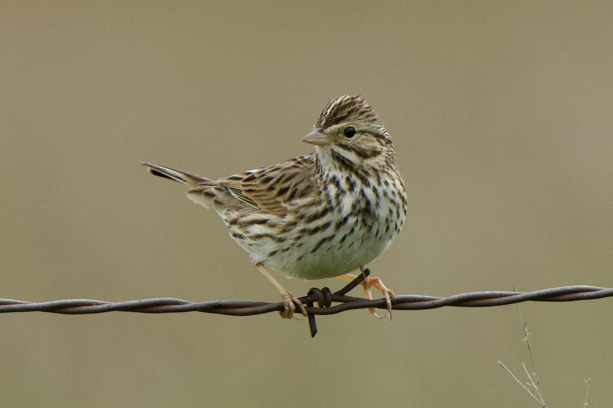 Savannah Sparrow - ML614929672