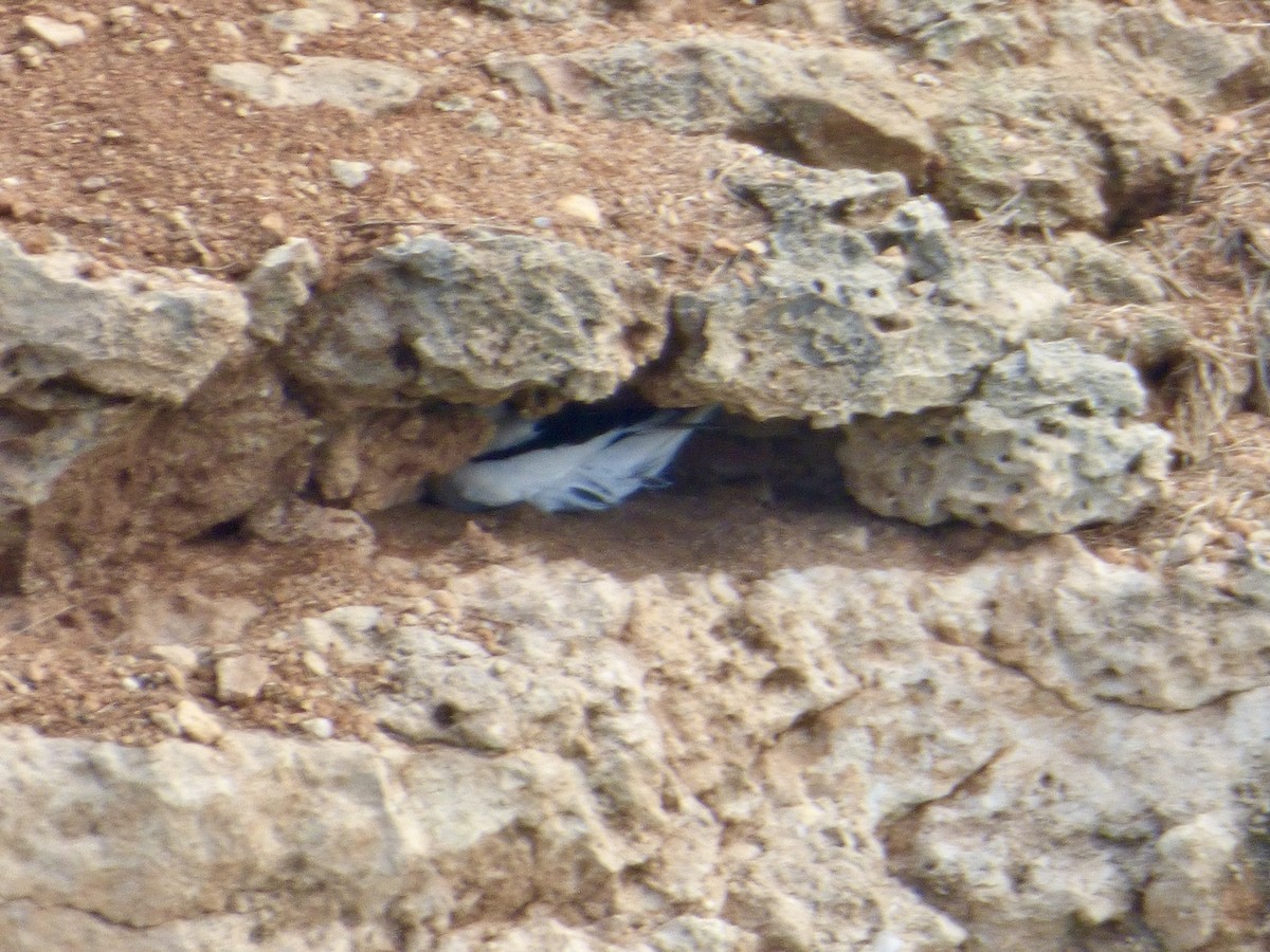 White-tailed Tropicbird - ML614929696