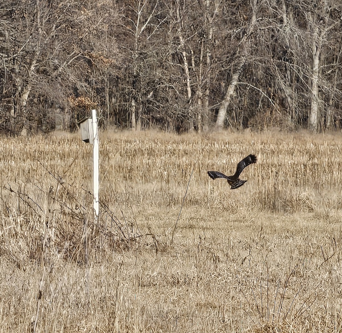 Red-shouldered Hawk - ML614929761