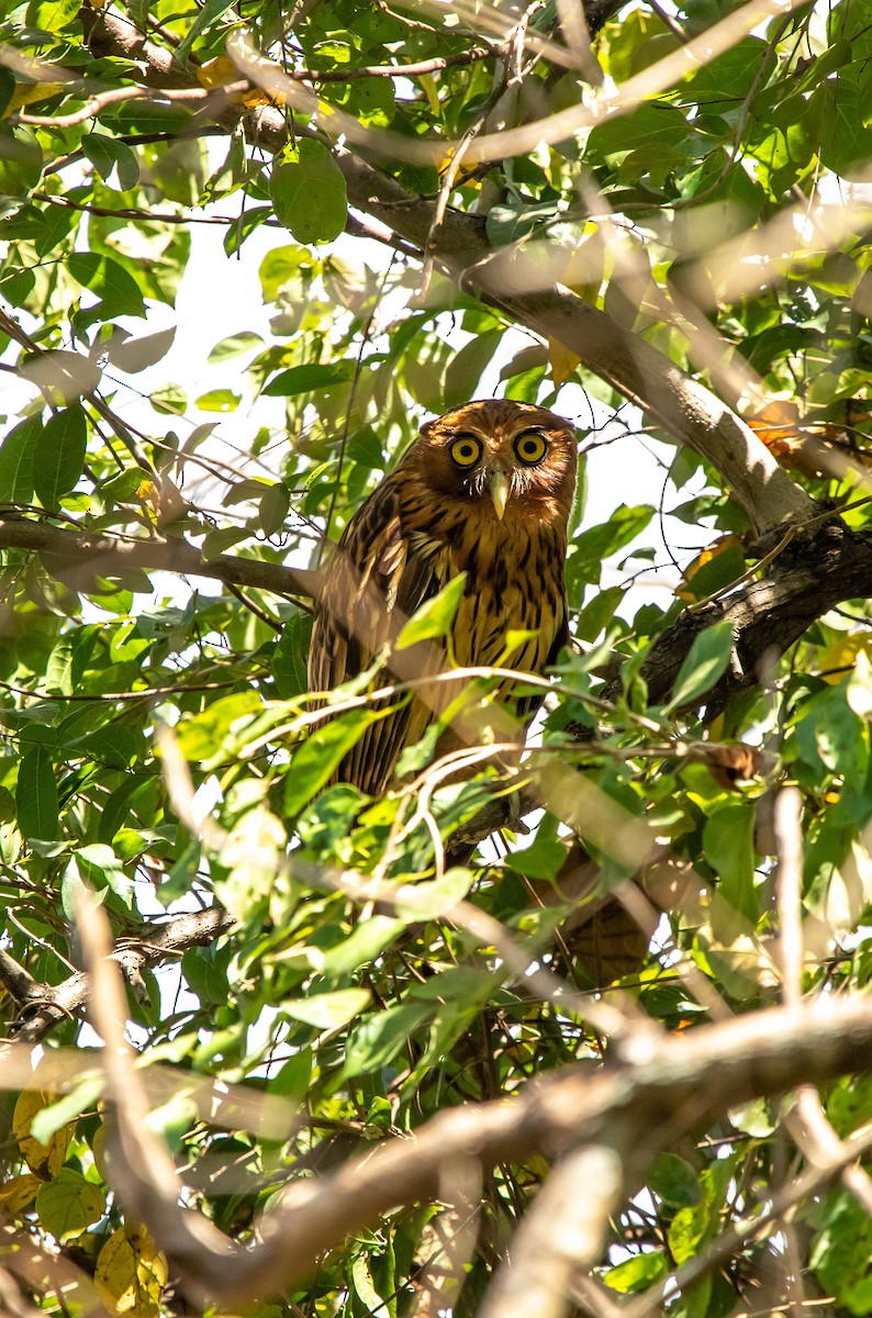 Philippine Eagle-Owl - Jeorge Lacson