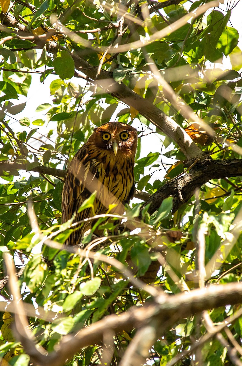 Philippine Eagle-Owl - Jeorge Lacson