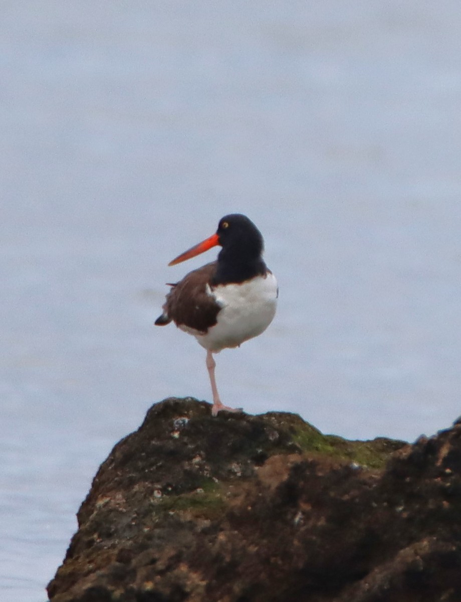 American Oystercatcher - ML614929776