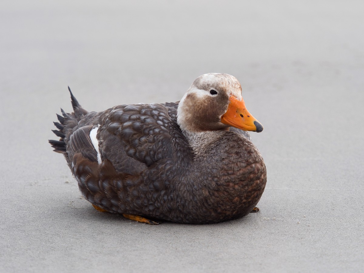 Falkland Steamer-Duck - teambergie Bergstrom