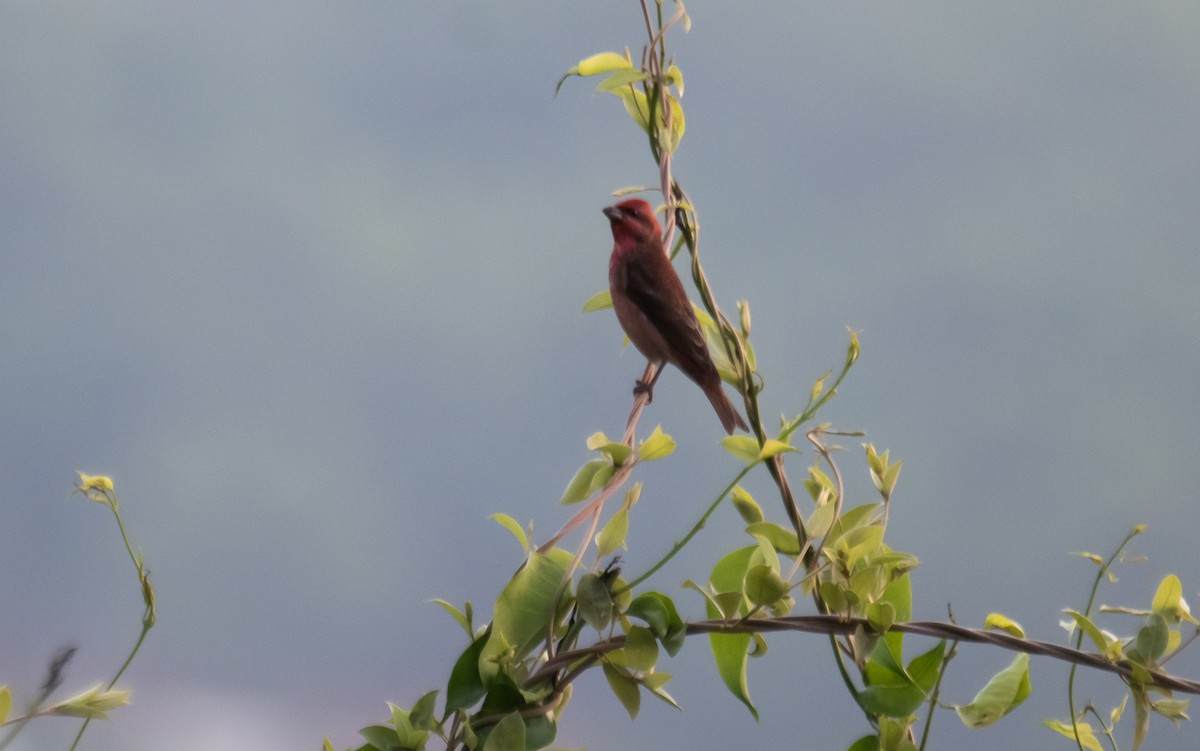 Common Rosefinch - Lathika  K K
