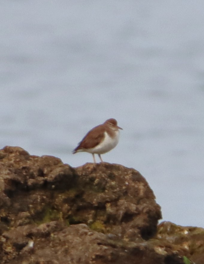 Spotted Sandpiper - ML614929781