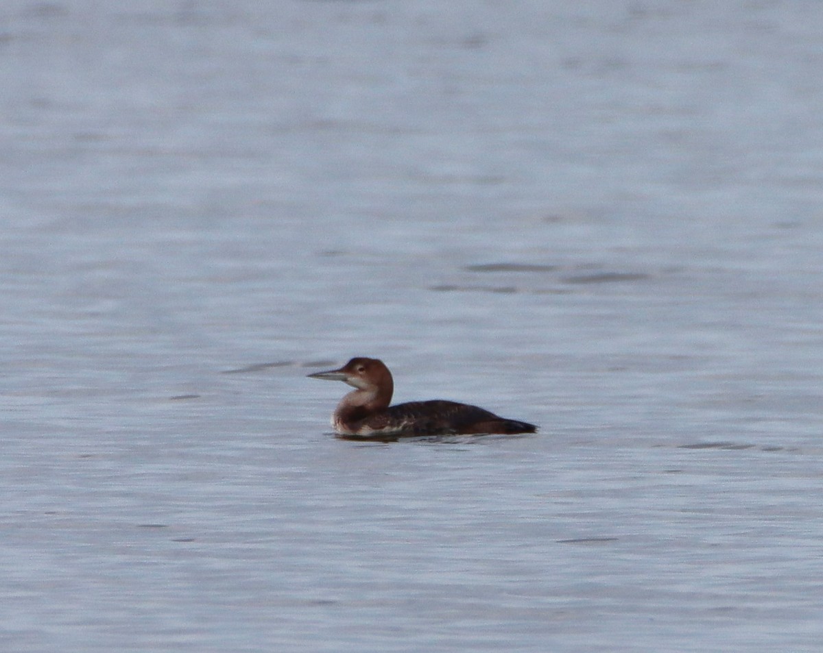 Plongeon huard - ML614929793