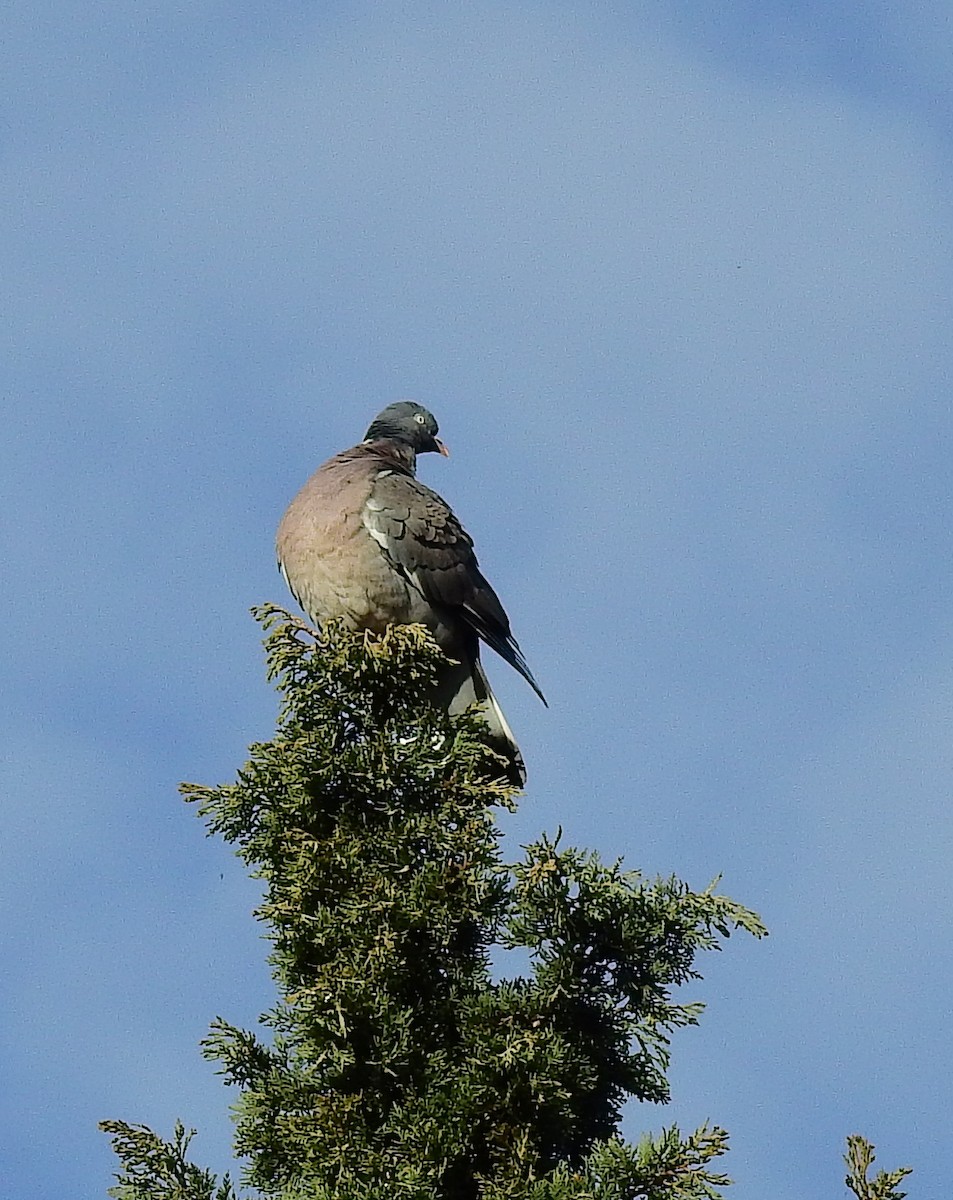 Common Wood-Pigeon - ML614929812