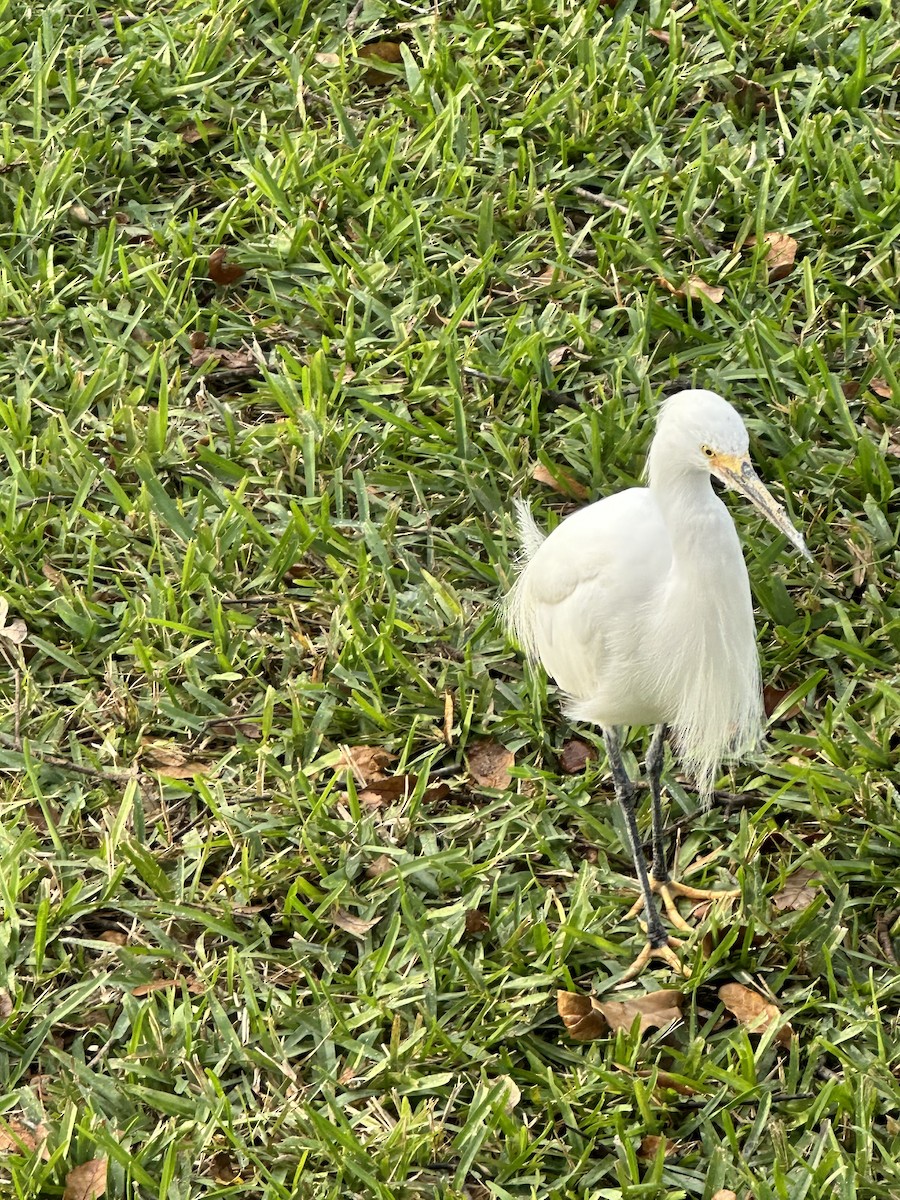 Aigrette neigeuse - ML614929837