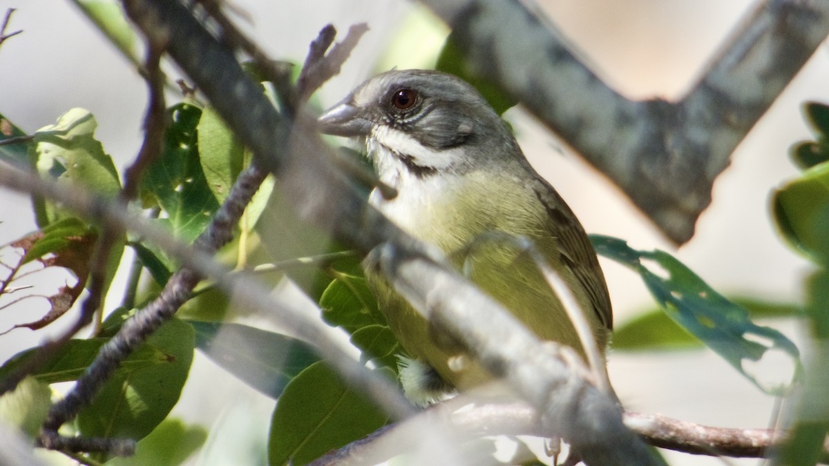 Zapata Sparrow - ML614929850