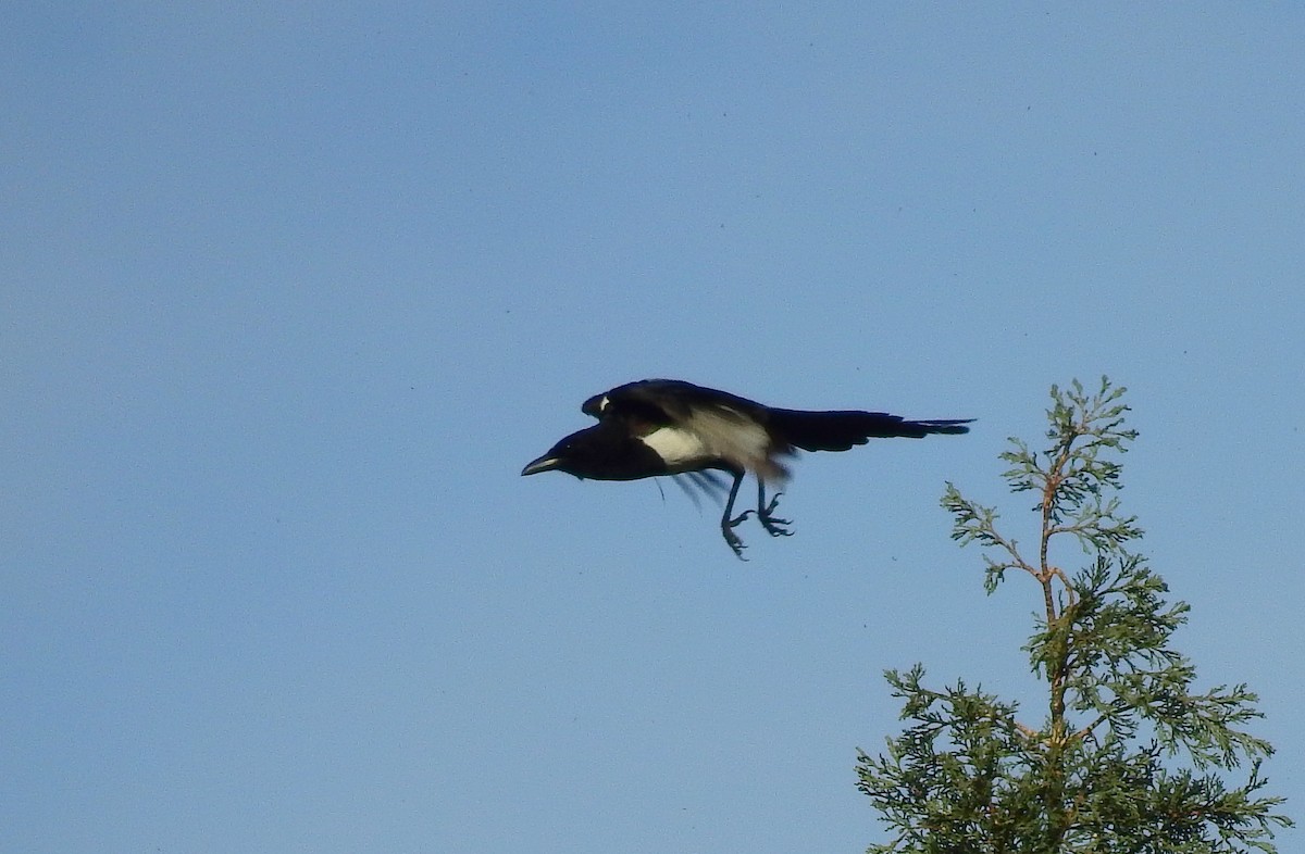 Eurasian Magpie - ML614929855