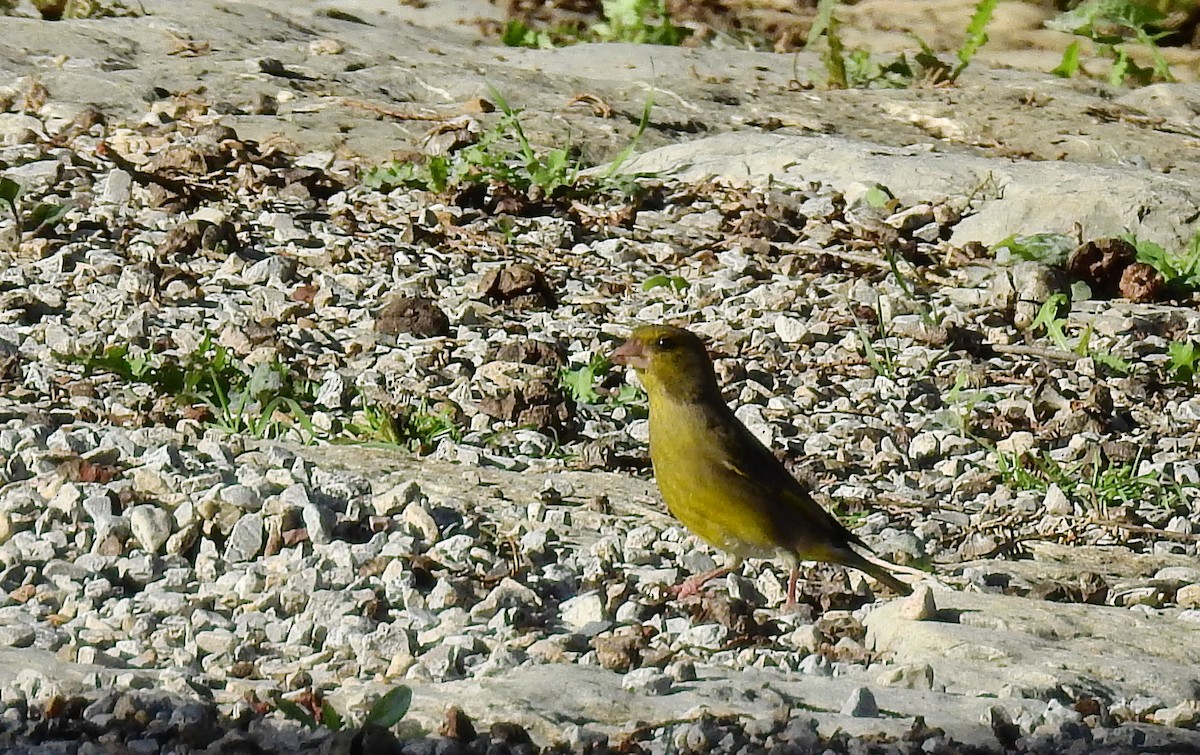 European Greenfinch - ML614929864