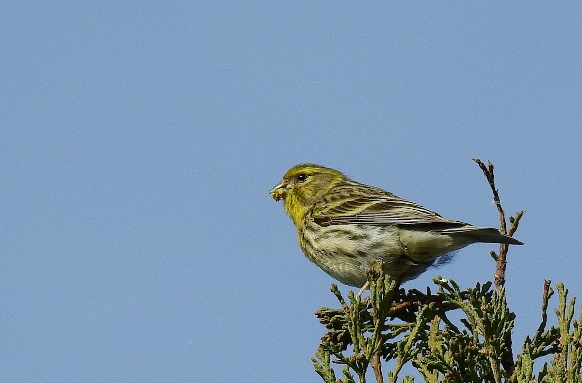 European Serin - ML614929876