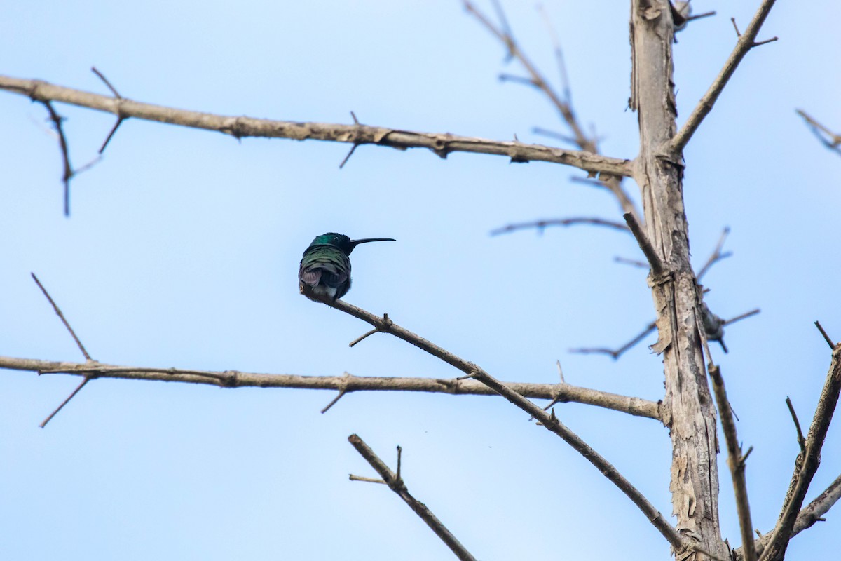 kolibřík zelenohrdlý - ML614929907